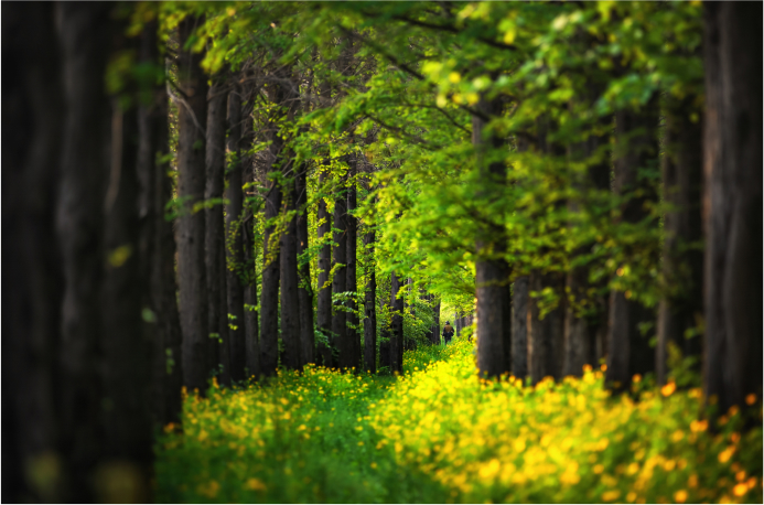 Environmentally friendly image